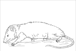 Big field rat coloring book